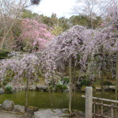 お庭のしだれ桜の画像