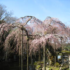 令和５年桜開花状況の画像