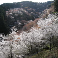 R5年桜開花状況の画像