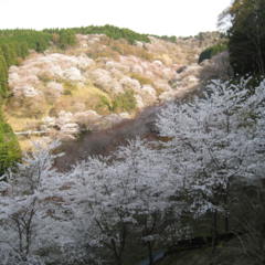 R5年桜開花状況の画像